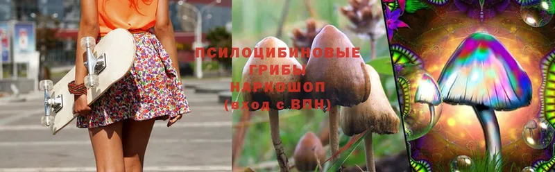 Галлюциногенные грибы Psilocybe  Котовск 